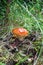 Toadstool mushroom