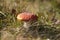 Toadstool mushroom