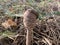 Toadstool mushroom in the autumn deciduous forest. Dangerous mushrooms among the leaves in the park. A slug is crawling on a fly