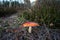 Toadstool mushroom among bushes of heather forest in birch forest during autumn