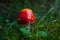 Toadstool mushroom in the dark forest with blurry background and shallow depth of field