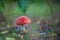 Toadstool mushroom in the dark forest with blurry background and shallow depth of field