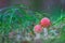 Toadstool mushroom in the dark forest with blurry background and shallow depth of field