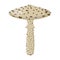 Toadstool mushroom. Edible Organic mushrooms. Truffle brown cap. Forest wild mushrooms types