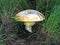 Toadstool mushroom in moist grasses
