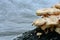 Toadstool mushroom over decayed wood near river as background