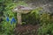 Toadstool mushroom standing next to cluster of blue flowers with moss and plants.