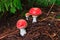 Toadstool Mushrooms