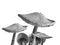 Toadstool mushrooms black and white