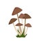 Toadstool mushrooms with brown caps