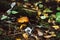 Toadstool mushrooms. Forest mushroom grebe in the autumn forest. Toadstools close-up. Nature background