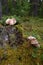 Toadstool mushrooms in the forest on an old stump