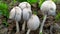 Toadstool mushrooms. Gray beautiful thin mushrooms grow in the forest