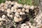 Toadstool mushrooms nature spring