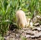 Toadstool mushrooms nature spring