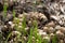 Toadstool mushrooms nature spring