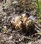 Toadstool mushrooms nature spring