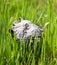 Toadstool mushrooms nature spring