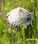 Toadstool mushrooms nature spring