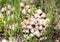 Toadstool mushrooms nature spring