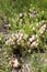 Toadstool mushrooms nature spring