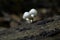 Toadstool mushrooms on a rotten stump