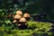Toadstool mushrooms on shrub. Poisonous mushrooms, close up. Forest mushroom grebe in forest. Nature background