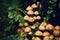 Toadstool mushrooms on shrub. Poisonous mushrooms, close up. Forest mushroom grebe in forest. Nature background