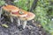 Toadstool mushrooms stand beautifully together. Amanita close-up with copy space. Autumn forest concept