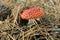 Toadstool in nature