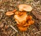 Toadstool, poisonous fungus