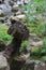 Toadstool Sculpture With Coins, Swilla glen, Yorkshire, UK