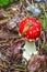 Toadstool with a slug crawling on it