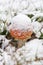 Toadstool in snow