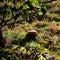 Toadstool in the Sun.