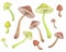 Toadstool watercolor set. Green and brown mushrooms rustic collection