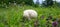 Toadstool white detail