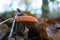 Toadstools in Autumn Forest