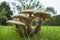 Toadstools on a Garden Lawn