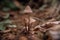 toadstools on green moss on a light natural background. pagan wiccan, slavic traditions. Witchcraft, esoteric spiritual ritual