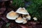 Toadstools Growing In A Forest