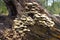 Toadstools Growing On Tree Bark