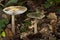 Toadstools (Melanoleuca)