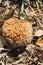 Toadstools moss cone, foerst ground