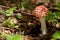 Toadstools Mushrooms