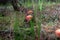 Toadstools in the pine forest after the rain