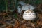 Toadstools in a woodland