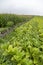 Tobacco in the Azores