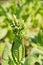 Tobacco blossom on plantation.