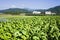 Tobacco crop in the fields